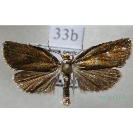 Ptycholoma lecheana (Linnaeus, 1758) Czech33b